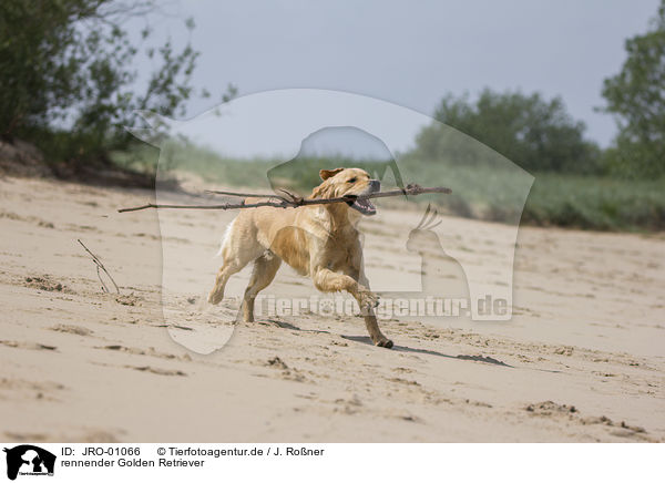 rennender Golden Retriever / running Golden Retriever / JRO-01066