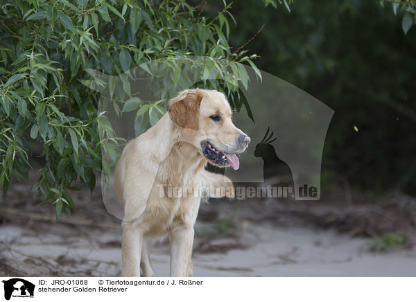 stehender Golden Retriever / standing Golden Retriever / JRO-01068