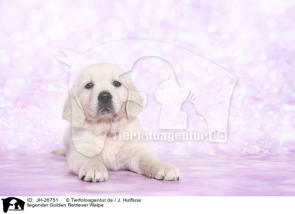 liegender Golden Retriever Welpe / lying Golden Retriever Puppy / JH-26751