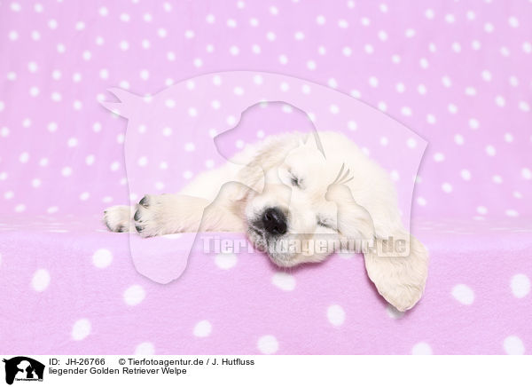 liegender Golden Retriever Welpe / lying Golden Retriever Puppy / JH-26766