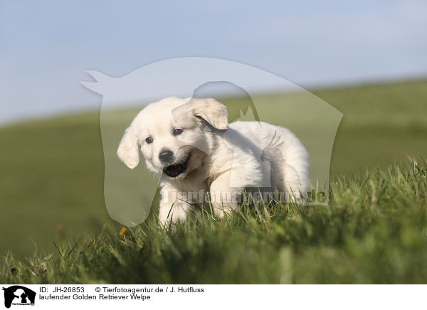 laufender Golden Retriever Welpe / walking Golden Retriever Puppy / JH-26853