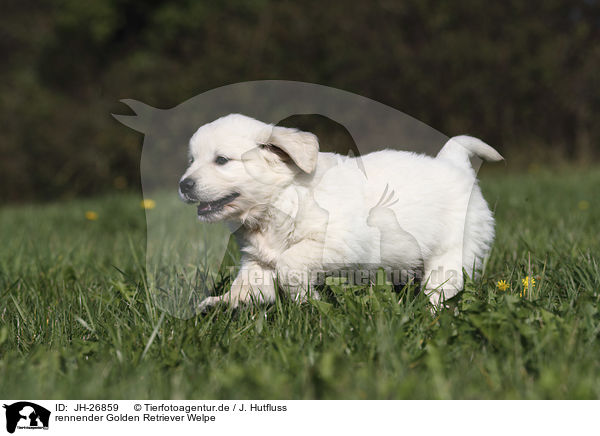 rennender Golden Retriever Welpe / running Golden Retriever Puppy / JH-26859