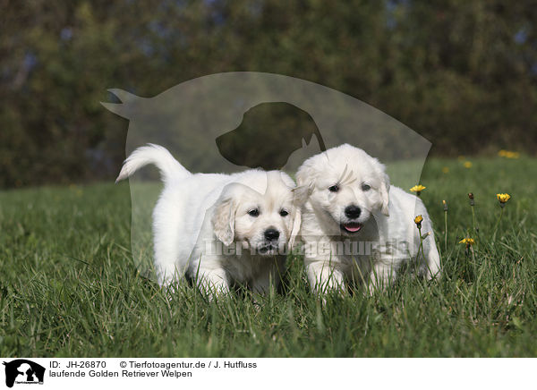 laufende Golden Retriever Welpen / walking Golden Retriever Puppies / JH-26870