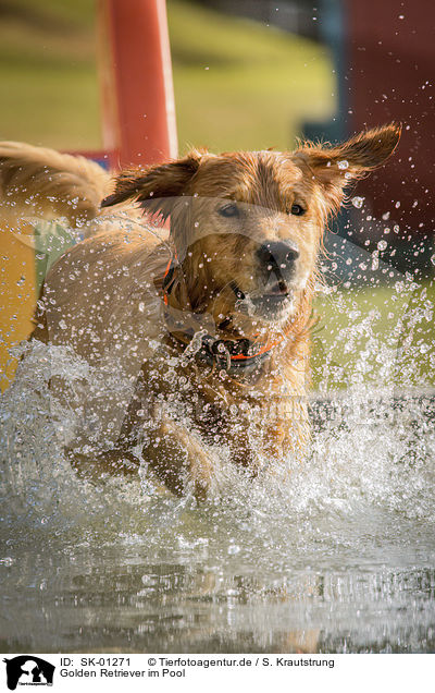 Golden Retriever im Pool / Golden Retriever in the pool / SK-01271