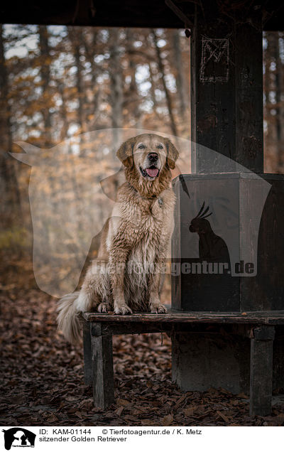 sitzender Golden Retriever / sitting Golden Retriever / KAM-01144