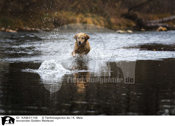 rennender Golden Retriever / running Golden Retriever / KAM-01148