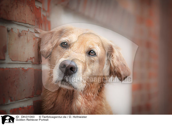 Golden Retriever Portrait / Golden Retriever portrait / DH-01060