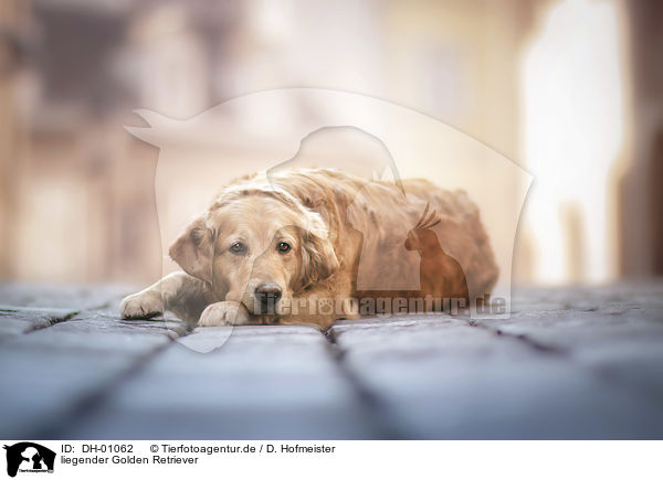 liegender Golden Retriever / lying Golden Retriever / DH-01062