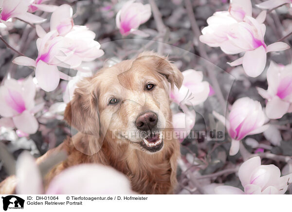 Golden Retriever Portrait / Golden Retriever portrait / DH-01064