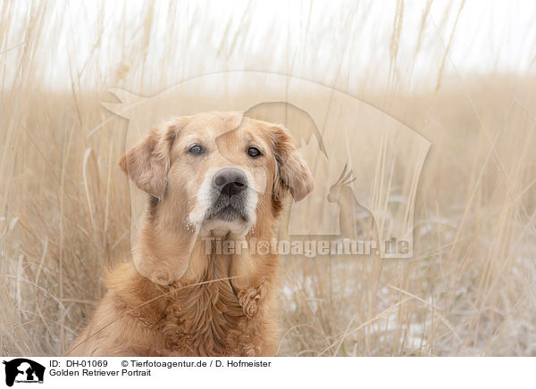 Golden Retriever Portrait / Golden Retriever portrait / DH-01069