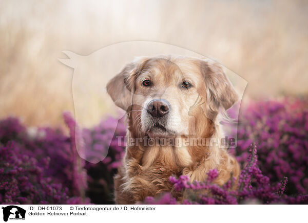 Golden Retriever Portrait / Golden Retriever portrait / DH-01073