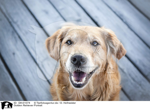 Golden Retriever Portrait / Golden Retriever portrait / DH-01074