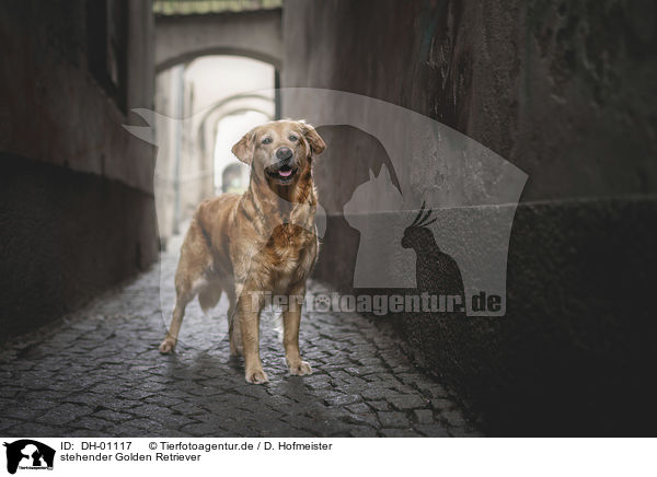 stehender Golden Retriever / standing Golden Retriever / DH-01117