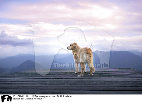 stehender Golden Retriever / standing Golden Retriever / DH-01118