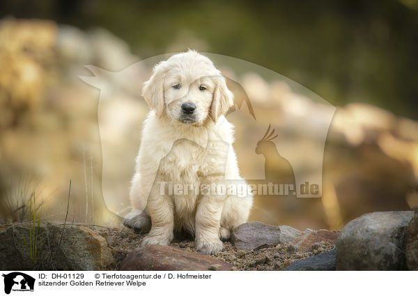 sitzender Golden Retriever Welpe / sitting Golden Retriever puppy / DH-01129