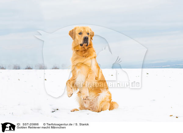 Golden Retriever macht Mnnchen / begging Golden Retriever / SST-20866