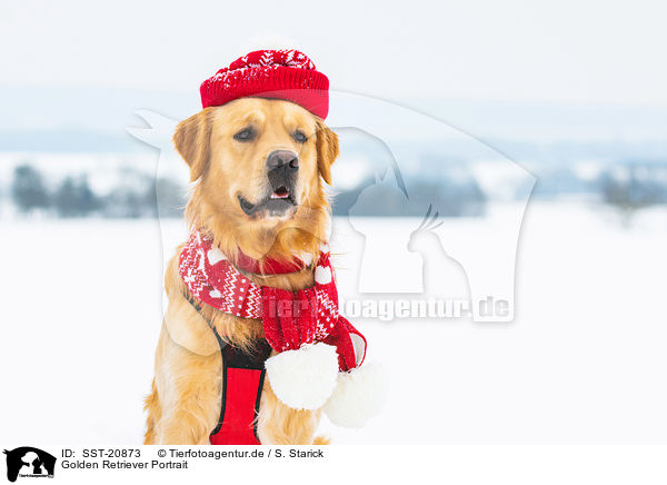 Golden Retriever Portrait / Golden Retriever Portrait / SST-20873