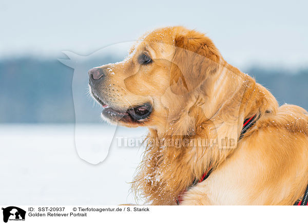 Golden Retriever Portrait / Golden Retriever Portrait / SST-20937