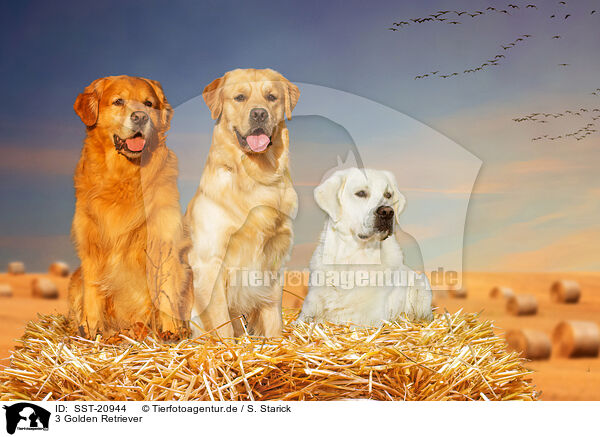 3 Golden Retriever / 3 Golden Retriever / SST-20944