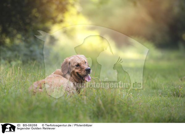 liegender Golden Retriever / lying Golden Retriever / BS-08268