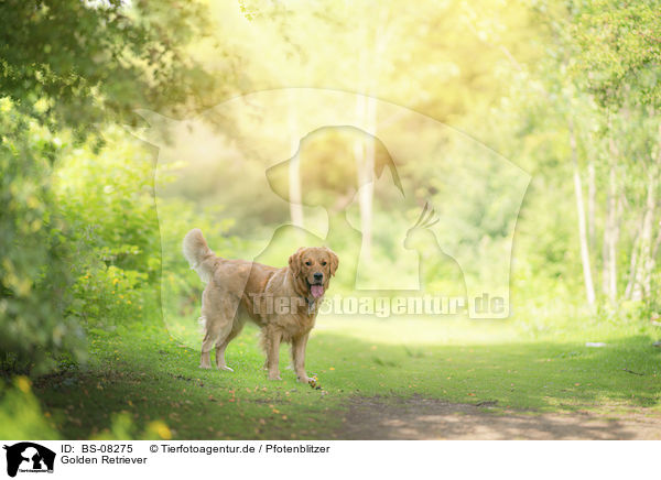 Golden Retriever / Golden Retriever / BS-08275