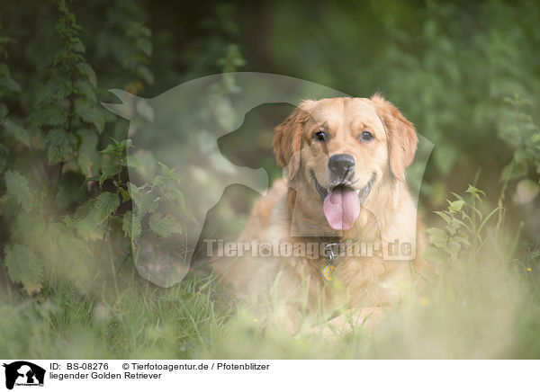 liegender Golden Retriever / lying Golden Retriever / BS-08276