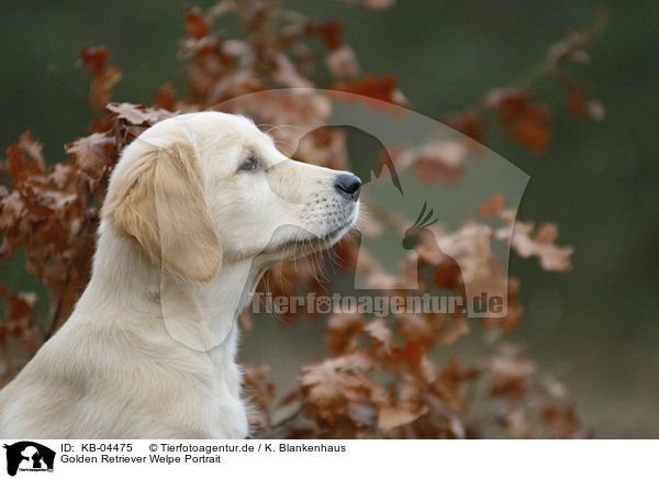 Golden Retriever Welpe Portrait / Golden Retriever puppy portrait / KB-04475