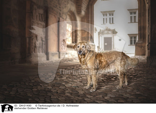 stehender Golden Retriever / standing Golden Retriever / DH-01490