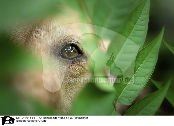 Golden Retriever Auge / DH-01514
