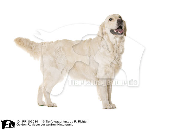 Golden Retriever vor weiem Hintergrund / Golden Retriever in front of white background / RR-103086