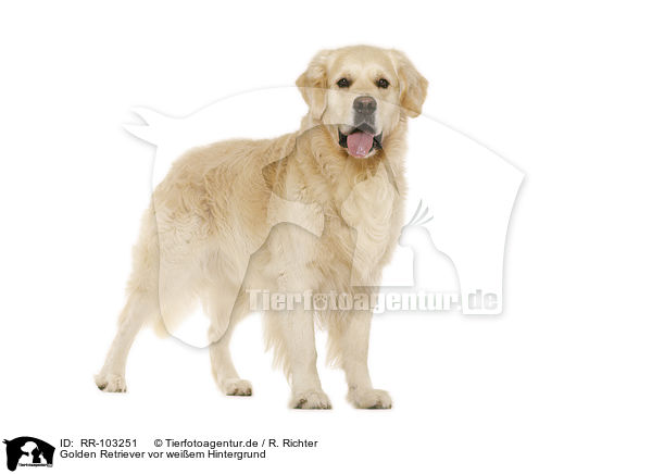 Golden Retriever vor weiem Hintergrund / Golden Retriever in front of white background / RR-103251