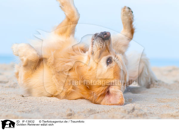 Golden Retriever wlzt sich / rolling Golden Retriever / IF-13832