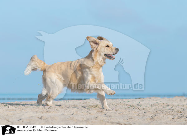 rennender Golden Retriever / running Golden Retriever / IF-13842