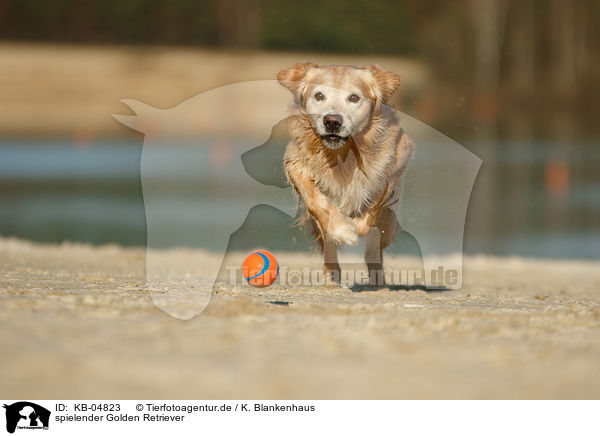 spielender Golden Retriever / playing Golden Retriever / KB-04823