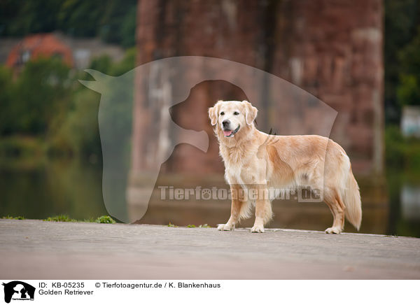 Golden Retriever / Golden Retriever / KB-05235