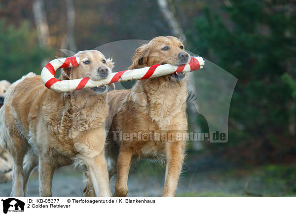 2 Golden Retriever / 2 Golden Retriever / KB-05377