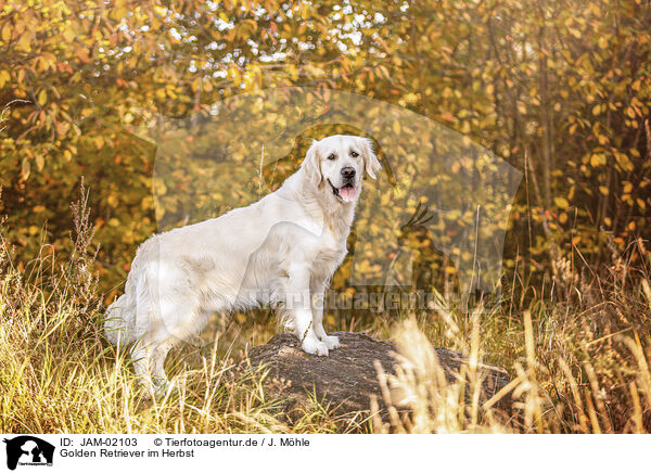 Golden Retriever im Herbst / Golden Retriever in autumn / JAM-02103