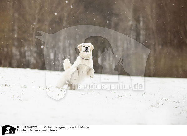 Golden Retriever im Schnee / Golden Retriever in the snow / JAM-02213