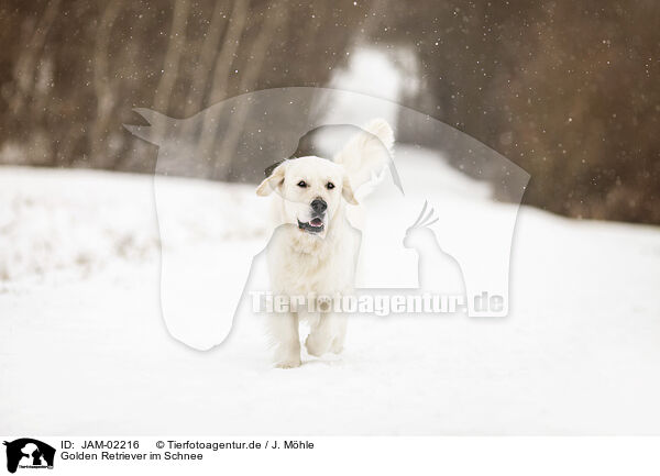 Golden Retriever im Schnee / Golden Retriever in the snow / JAM-02216