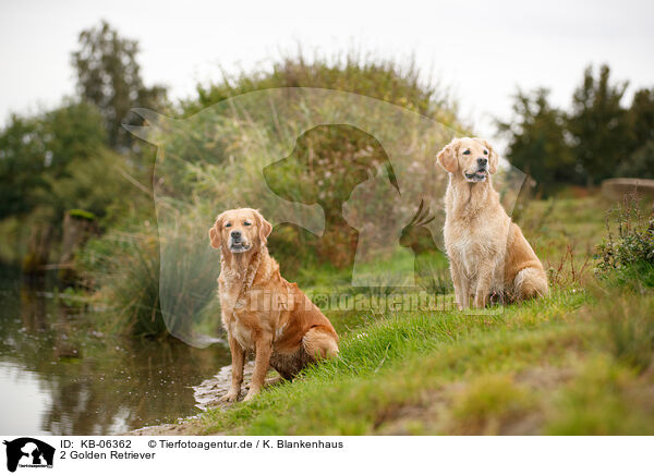 2 Golden Retriever / 2 Golden Retriever / KB-06362