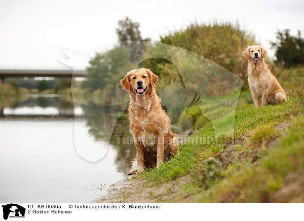 2 Golden Retriever / 2 Golden Retriever / KB-06365