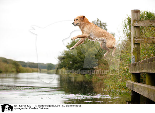 springender Golden Retriever / jumping Golden Retriever / KB-06420