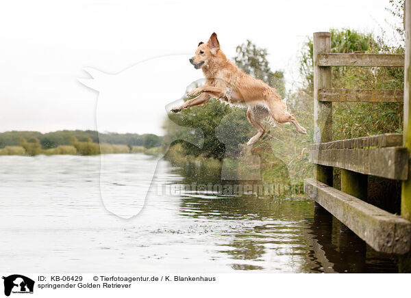 springender Golden Retriever / jumping Golden Retriever / KB-06429