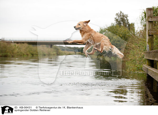 springender Golden Retriever / jumping Golden Retriever / KB-06431