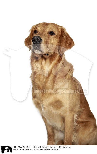 Golden Retriever vor weiem Hintergrund / Golden Retriever in front of white background / MW-17095