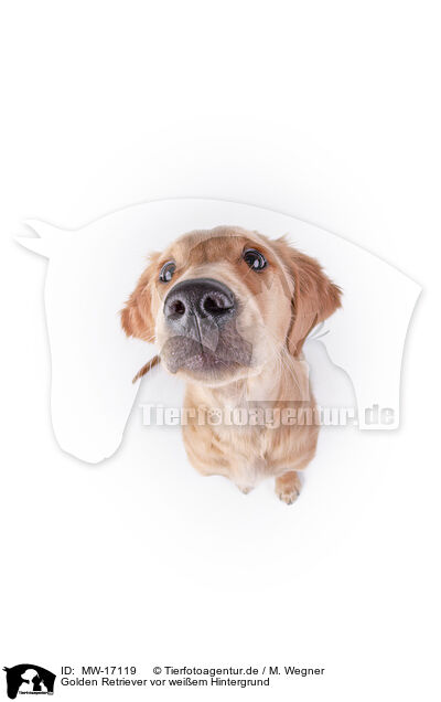 Golden Retriever vor weiem Hintergrund / Golden Retriever in front of white background / MW-17119