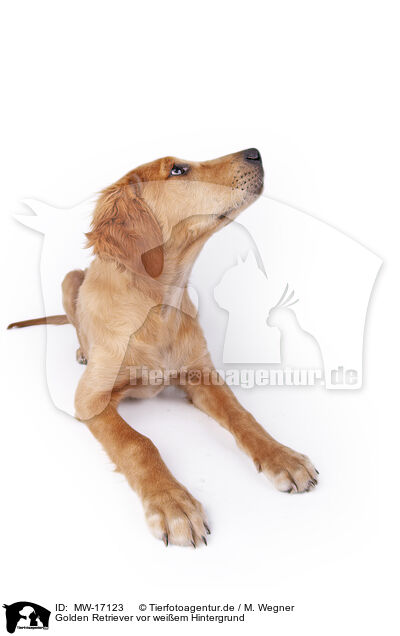 Golden Retriever vor weiem Hintergrund / Golden Retriever in front of white background / MW-17123