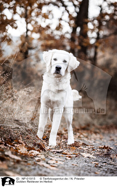 Golden Retriever im Herbst / Golden Retriever in autumn / NP-01915