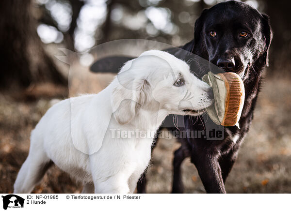 2 Hunde / 2 dogs / NP-01985