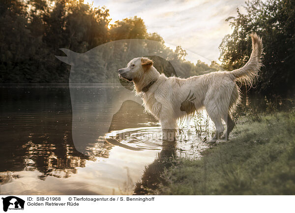 Golden Retriever Rde / male Golden Retriever / SIB-01968